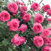 Leonardo da Vinci Rose